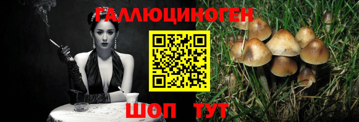 Псилоцибиновые грибы Psilocybe  Вход с VPN  Всеволожск 